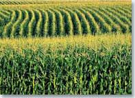 Rome Declaration on World Food Security